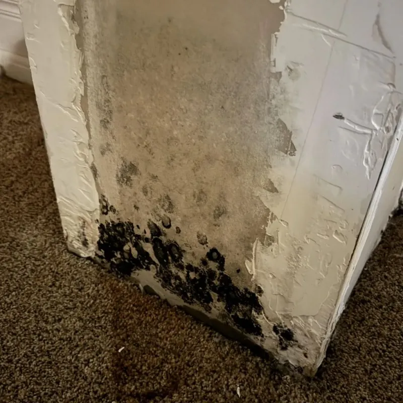 Professional Mold Removal in Buckingham County, VA
